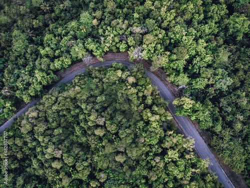 Curved paved long road in the middle of a dense green forest with a huge number of different tall trees, view from above