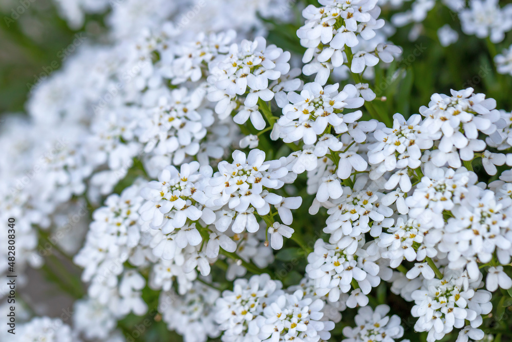 White Iberis evergreen (lat. Iberis sempervirens) is a perennial herbaceous plant of semi-shrub type belonging to the Cruciferous family, close-up
