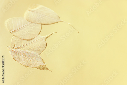 White transparent and delicate skeleton leaves over pastel background