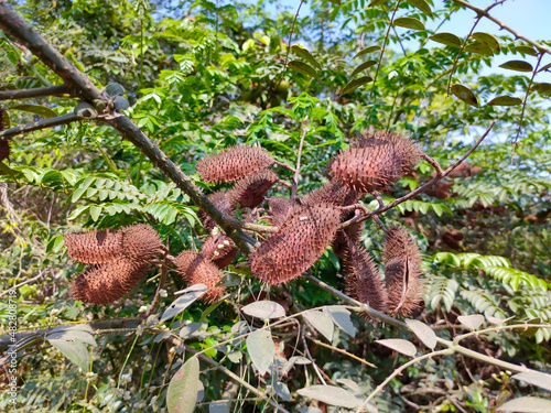 Caesalpinia bonduc, also known as grey nicker nut, growing in the wild with pods photo