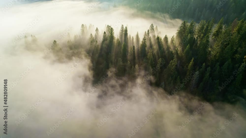 Sun rays breaking through the trees in light fog. Fabulous morning in the forest. Aerial shot of gorgeous sunny foggy forest