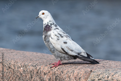 Beautiful white dove sitting in Neva Embankment