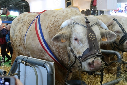 Taureau de la race française charolaise, primé lors du concours général agricole du salon de l’agriculture à Paris, avec un ruban bleu blanc rouge (France) photo