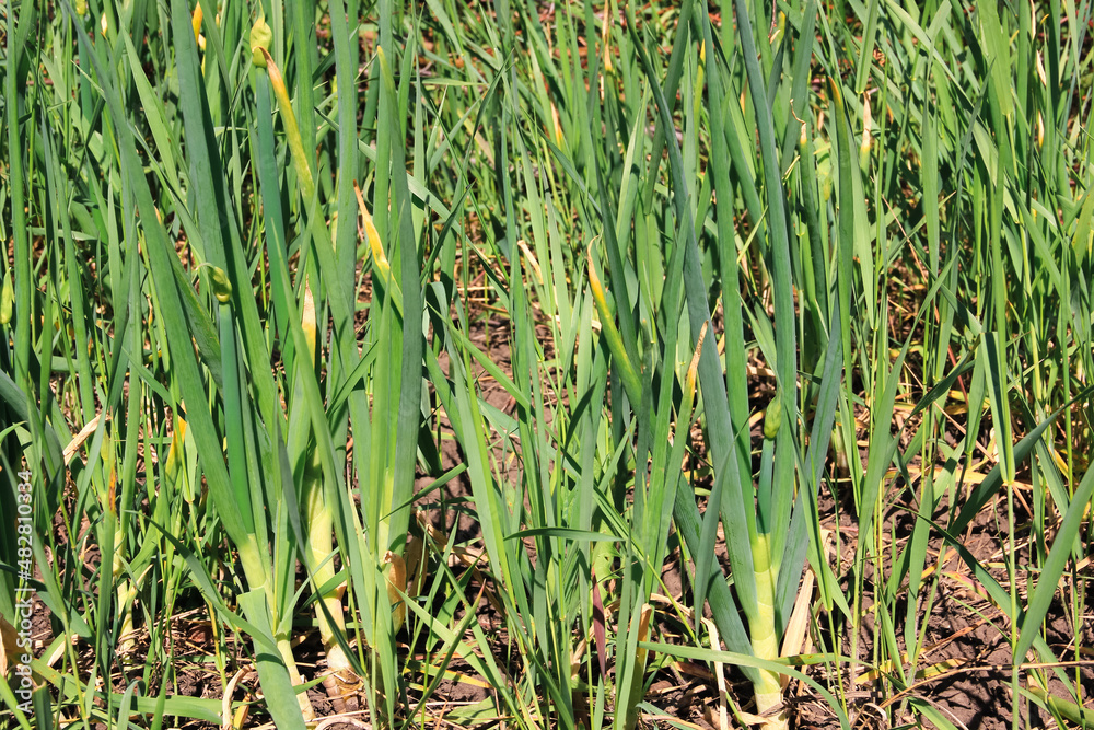 Fototapeta premium Green onions growing in garden on sunny spring day. Texture of greenery