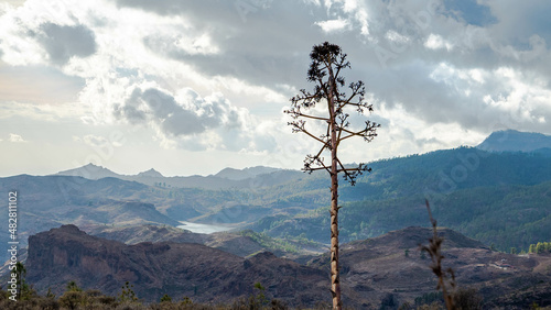 dam and reservoirs of the Canary Islands on the island of Gran Canaria in ravines of the island in a protected natural area with wild nature plants and native vegetation with beautiful lights, reflect