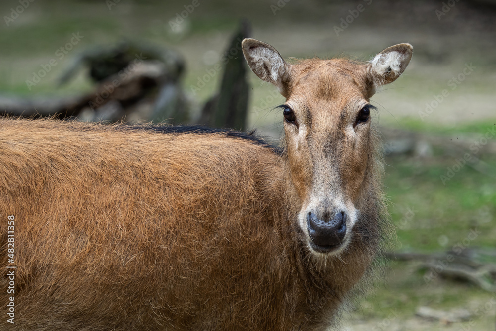 Pere David's deer (Elaphurus davidianus), also known as the milu.