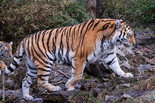 Siberian tiger with cub  Panthera tigris altaica