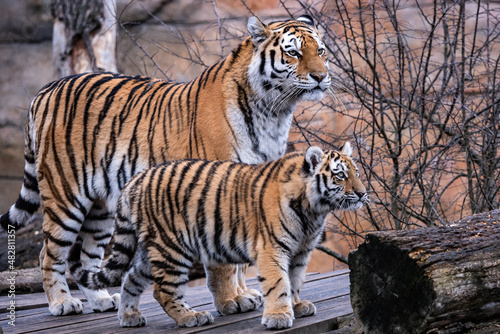 Fototapeta Naklejka Na Ścianę i Meble -  Siberian tiger with cub, Panthera tigris altaica