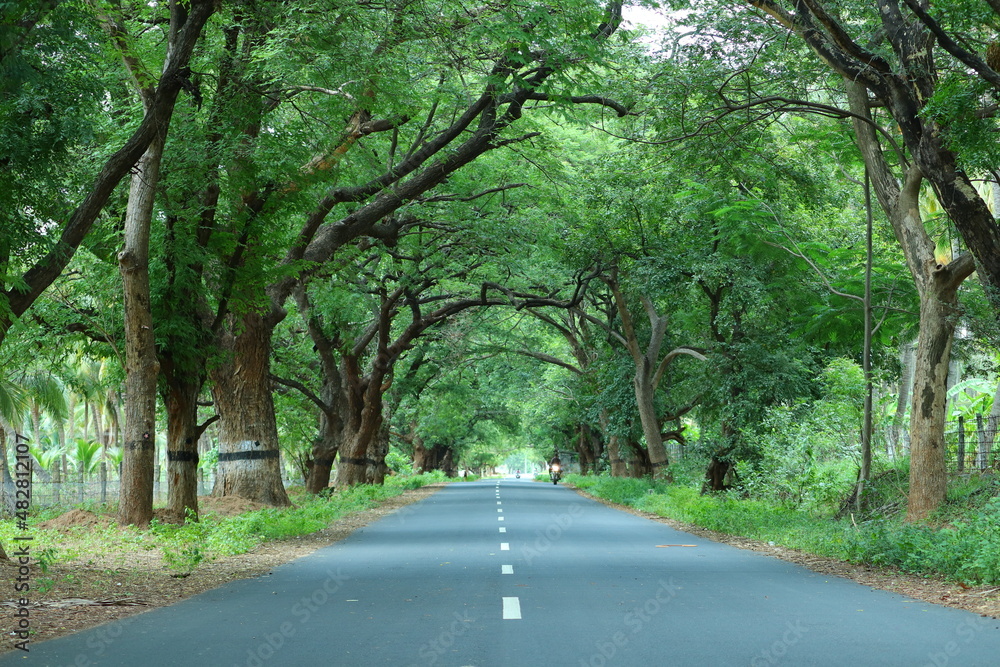 Fototapeta premium road in the forest
