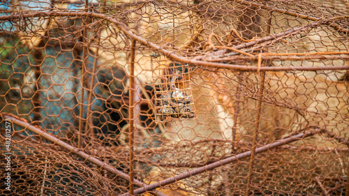vieux casier de pécheur rouillé avec appât squelette de poisson