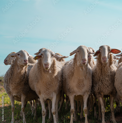 Herd of sheep with a windmill in the background. Castilla la Mancha