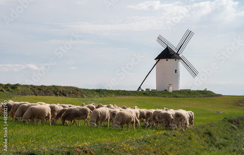 Herd of sheep with a windmill in the background. Castilla la Mancha