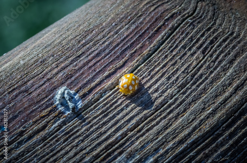 coccinelle jaune avec point blanc sur vieille planche en bois