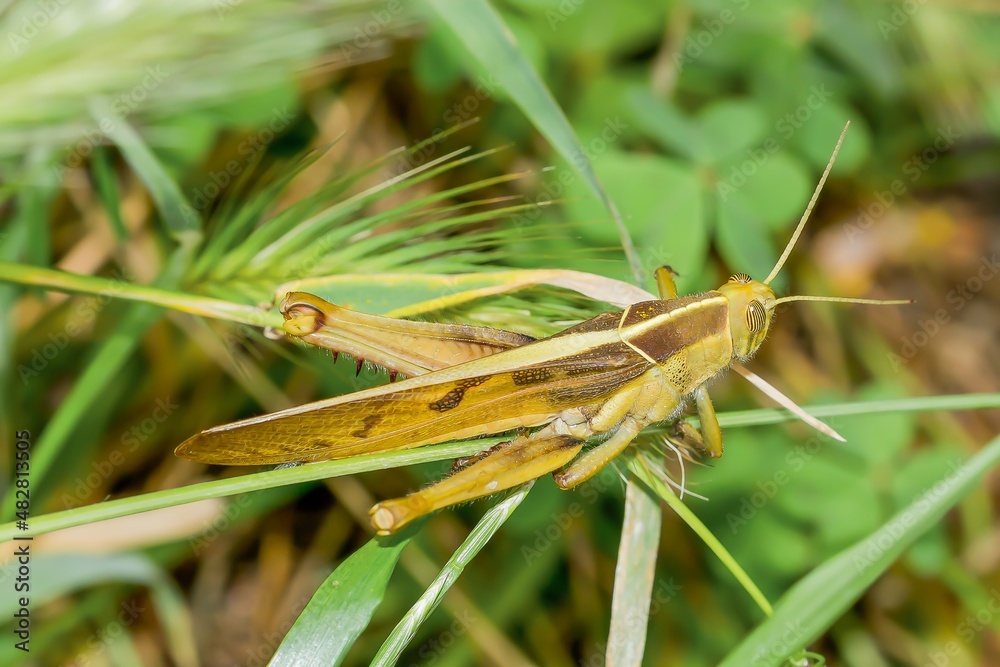 Migratory locust (Locusta migratoria), locust resting on vegetation in Sanlúcar de Barrameda (Spain).