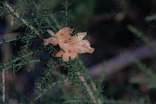 Details of the vegetation and landscape on the trail, access path to the Filveda waterfall, also known as the Frágua da Pena waterfall, Parish of Silva Escura, Sever do Vouga, district of Aveiro. Port