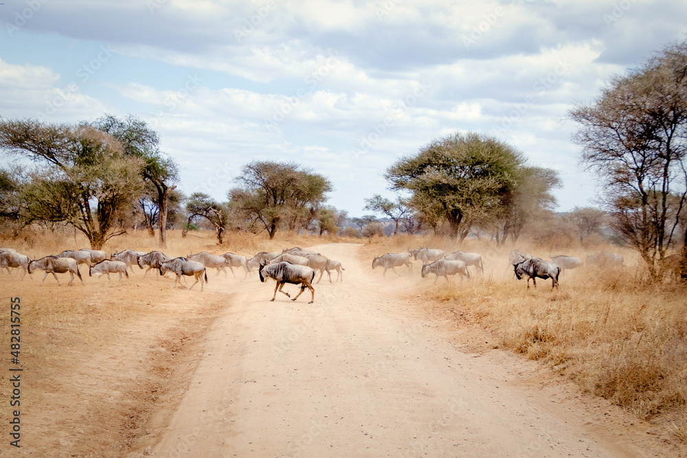 herd of wildebeest in national park africa