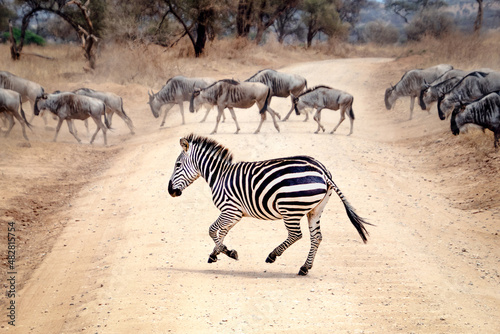 Zebra and Wildebeest running across african road on safari