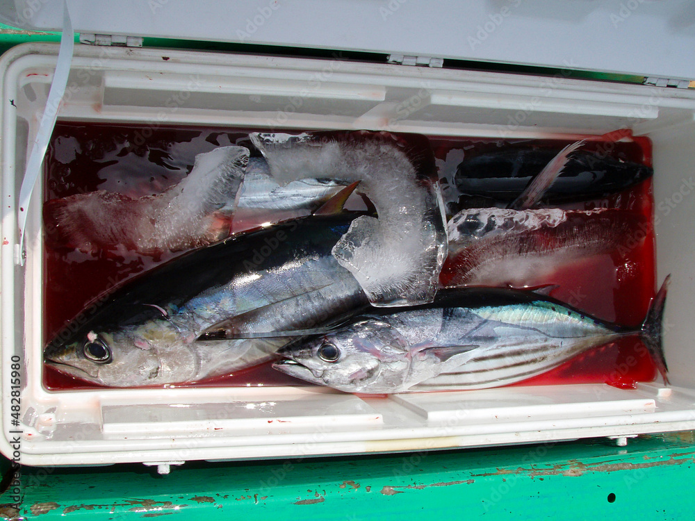 Cooler bucket full of ocean fresh Skipjack tuna, bonito (Katsuo) and Tuna,  other small fish with ice, landed by the Japanese fisherman.  クーラーボックスに潮氷漬けにされたマグロの幼魚「メジ」とカツオたち。 Stock Photo