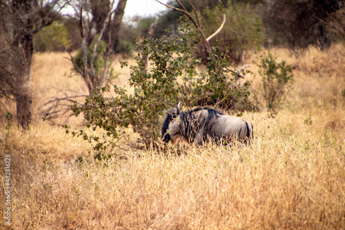 wildebeest in the savannah tanzania