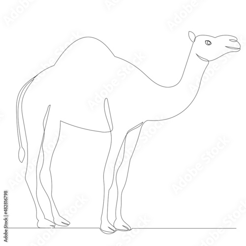 camel drawing in one continuous line ,vector, isolated