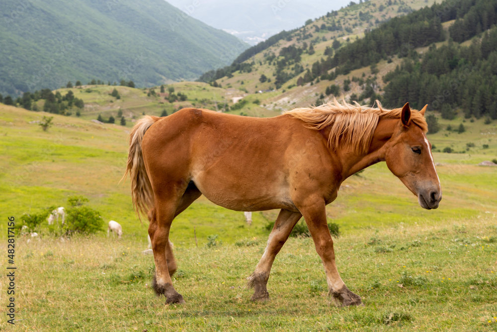 September 2021, Horses free in the Gran Sasso and Monti della Laga National Park