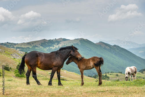 September 2021  Horses free in the Gran Sasso and Monti della Laga National Park