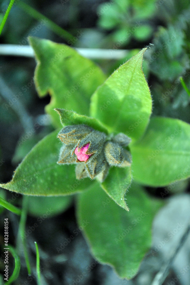 Pulmonaria (lungwort) small pink flowers buds, top view, blurry background Pulmonaria (lungwort) small pink flowers buds, top view, blurry background