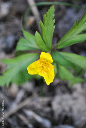 Creeping buttercup (Ranunculus repens) blossom with green leaves, blurry soft bokeh background, close up detail