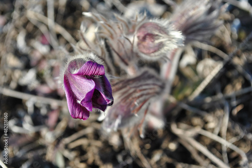 Blooming plant of Pulsatilla patens (Eastern pasqueflower, prairie crocus, cutleaf anemone) purple petals, hairy foliage close up detail, blurry grass background top view