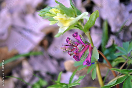  Corydalis bracteata white and purple flowers, spring in the wood