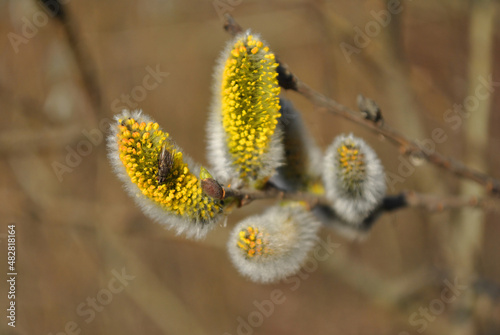 Twig of a blossoming white fluffy willow, blurry background, soft bokeh