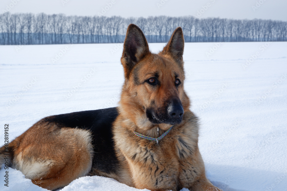 German Shepherd lies on white snow. Shepherd Dog feels great in winter Portrait of a resting dog. German Shepherd lies on white snow. Shepherd Dog feels great in winter Portrait of a resting dog.