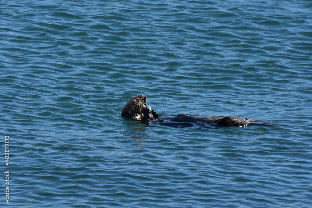 Fototapeta premium Large Sea Otter Floating on His Back While Dining