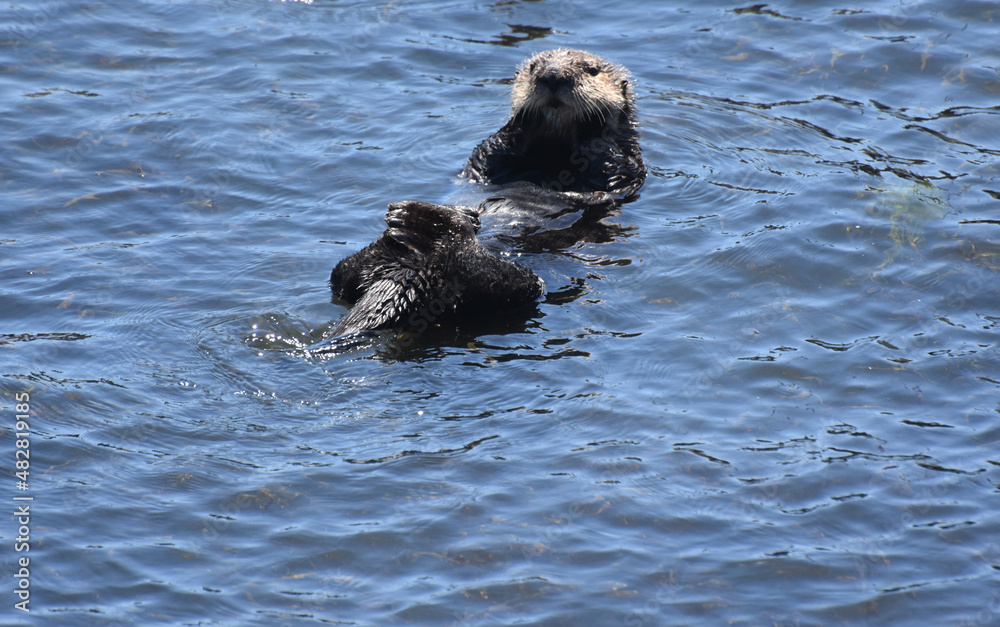 Fototapeta premium Precious Sea Otter Floating on his Back in the Pacific