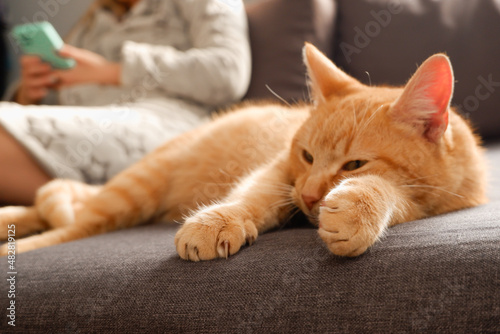 A ginger cat is lying on the sofa near the girl scrolling the tape on the phone in the background. Woman after a bath in a warm bathrobe uses a smartphone on the couch, a cute red cat. © Trik