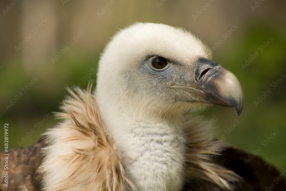 Close-up of the head of a griffon vulture Close-up of the head of a griffon vulture
