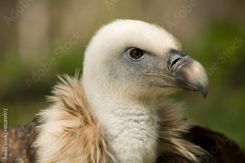 Close-up of the head of a griffon vulture