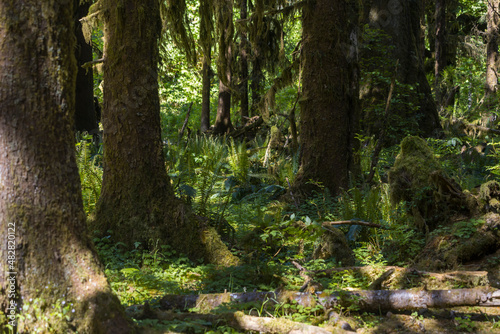 Deep tropical jungles of Southeast Asia