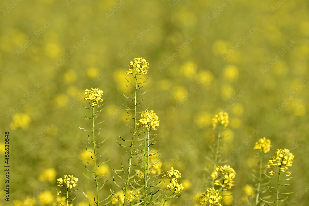 Obraz premium Gelbsenf