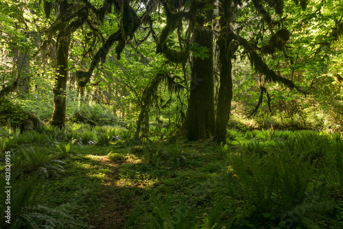 Deep tropical jungles of Southeast Asia