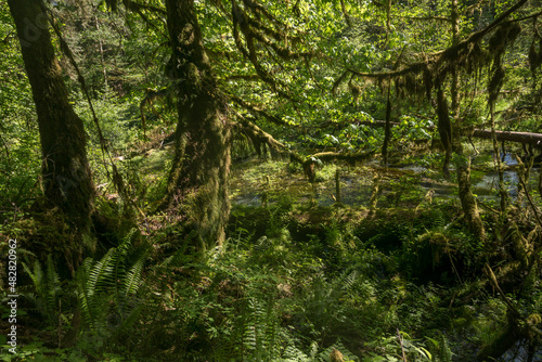 Deep tropical jungles of Southeast Asia