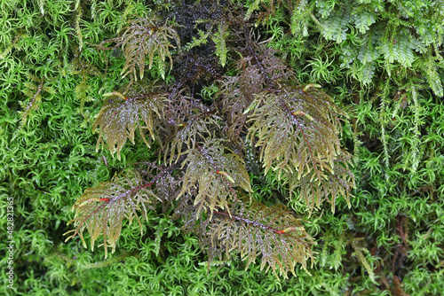 Glittering woodmoss, also known as splendid feather moss, stairstep moss or mountain fern moss photo