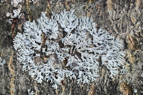 Cuadro en lienzo Star rosette lichen, an epiphytic lichen from Finland