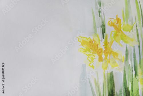 Yellow bright flowers watercolor. Minimalistic painting. Bunch of daffodils. Artistic wallpaper. Brush strokes texture. Springtime concept.