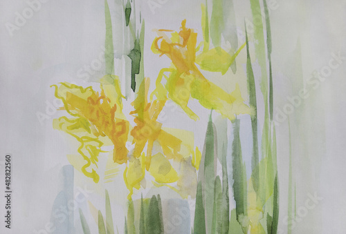 Spring picture. Yellow bright flowers watercolor. Narcissus painting. Nice artwork on paper. Daffodils with blossoms, petals, leaves and stems. Brush strokes texture. Springtime concept.
