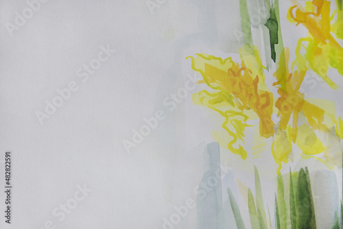 Yellow spring flowers on white. Background with copy space. Watercolor painting daffodils. Narcissus elegant minimalistic illustration. Springtime concept.