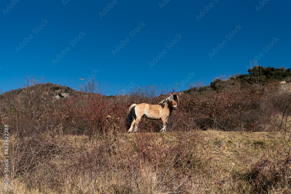 norwegian horses known as fjord horses are seen in the wild in among mountains running free and eating in group in pristine natural mountains norwegian horses known as fjord horses are seen in the wild in among mountains running free and eating in group in pristine natural mountains