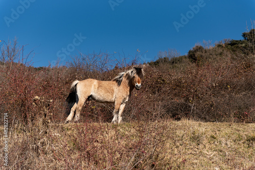 Fototapeta Naklejka Na Ścianę i Meble -  norwegian horses known as fjord horses are seen in the wild in among mountains running free and eating in group in pristine natural mountains