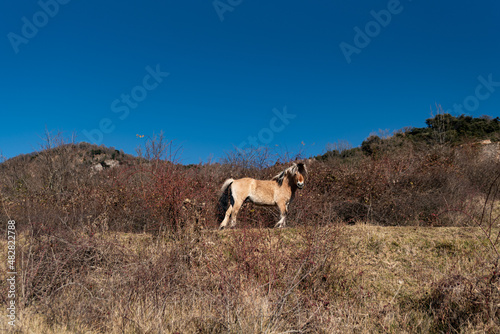 norwegian horses known as fjord horses are seen in the wild in among mountains running free and eating in group in pristine natural mountains