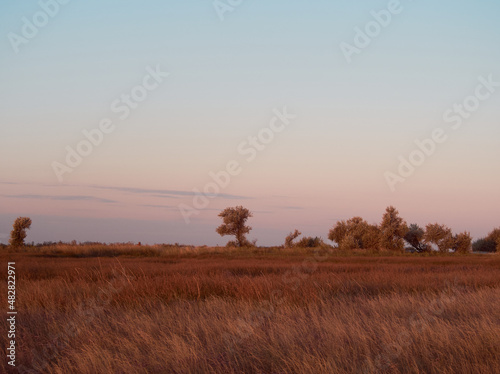 Warm landscape of dry wildflower and grass meadow on golden hour sunrise time.